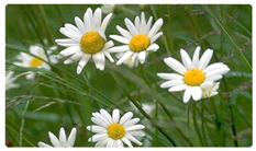 DNSEMP-C-021 Field of Daisies